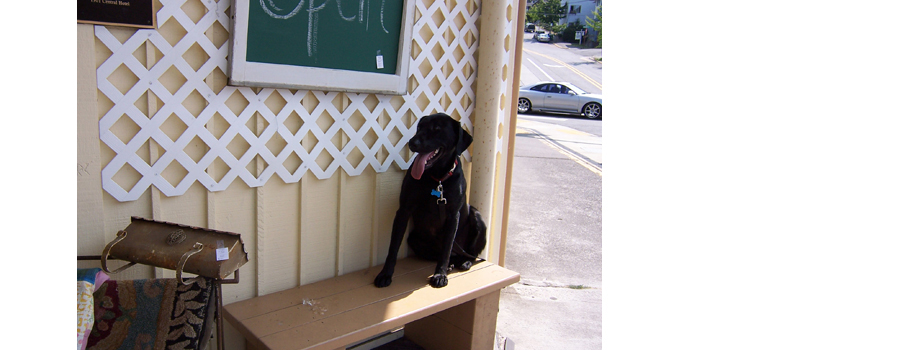 Even the dog liked the entry display